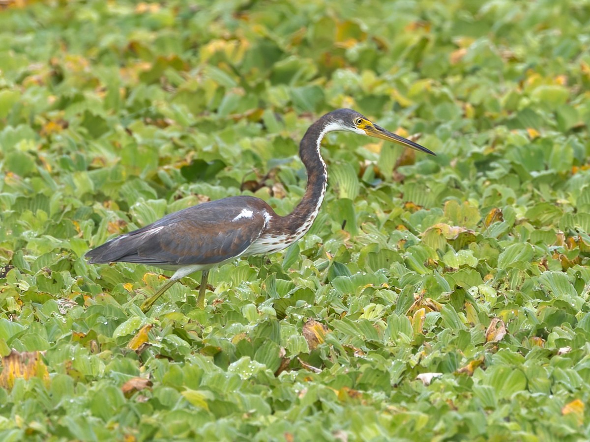 Tricolored Heron - ML626015384