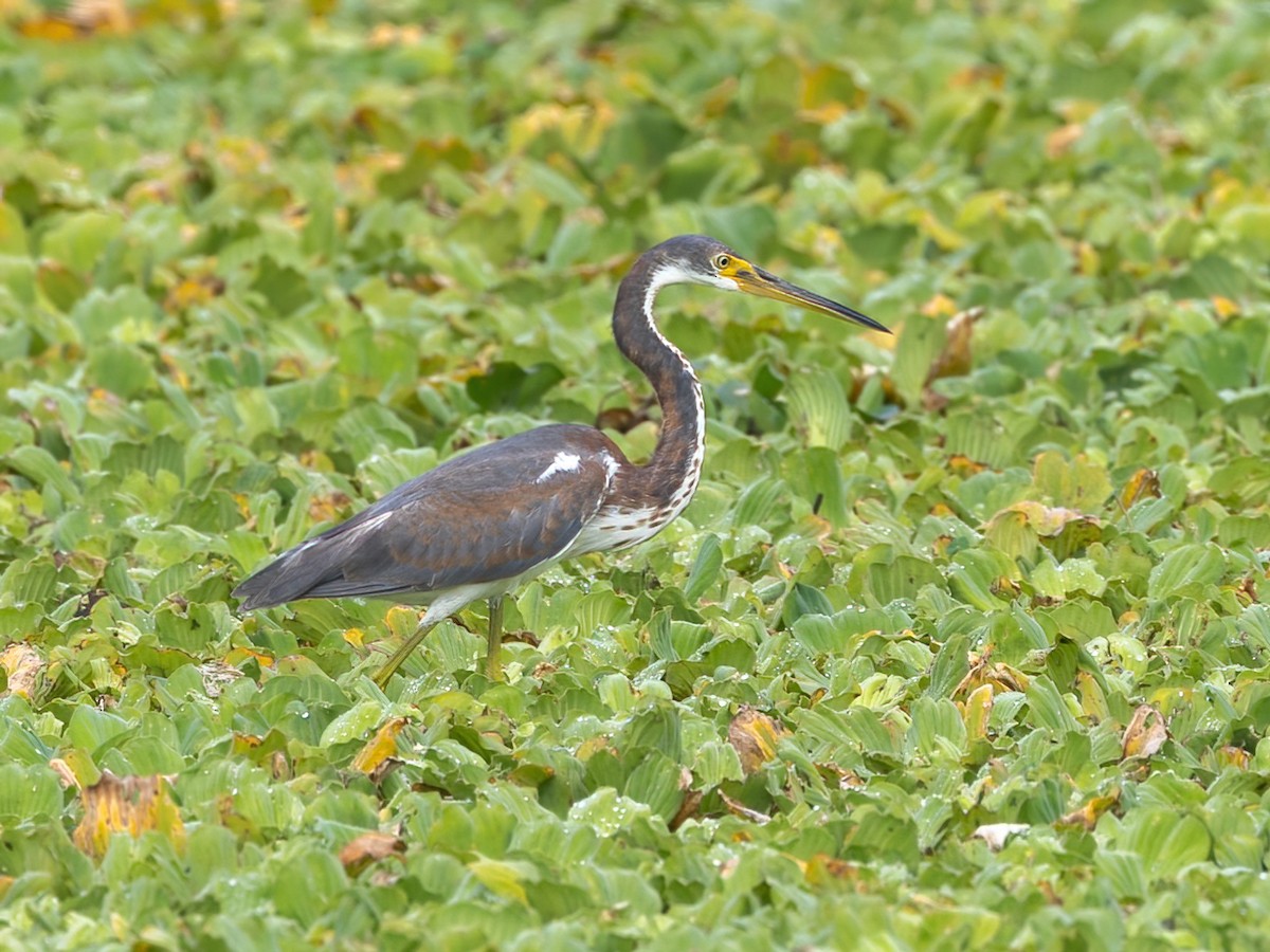 Tricolored Heron - ML626015385