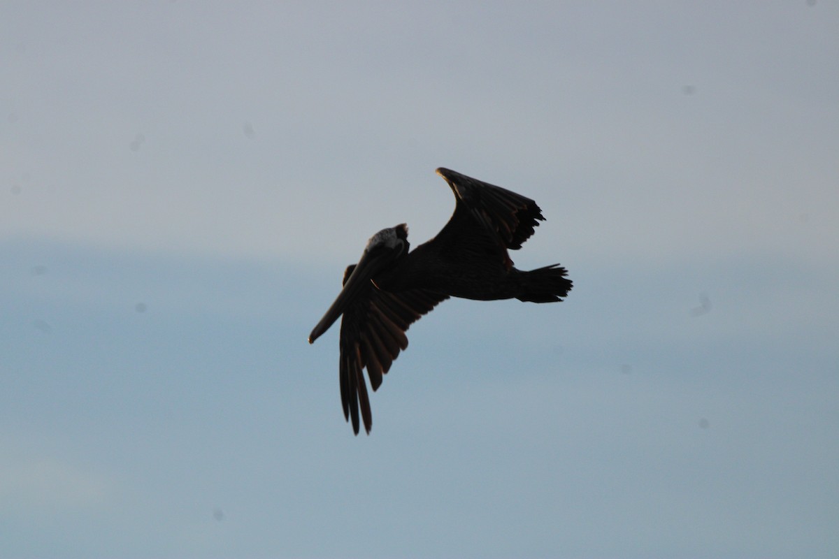 Brown Pelican - ML626015397