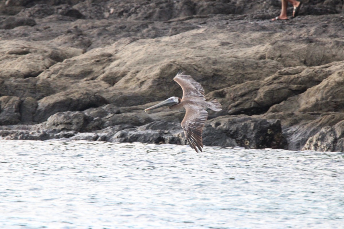 Brown Pelican - ML626015400