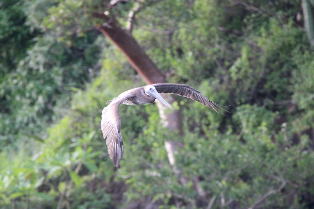 Brown Pelican - ML626015401