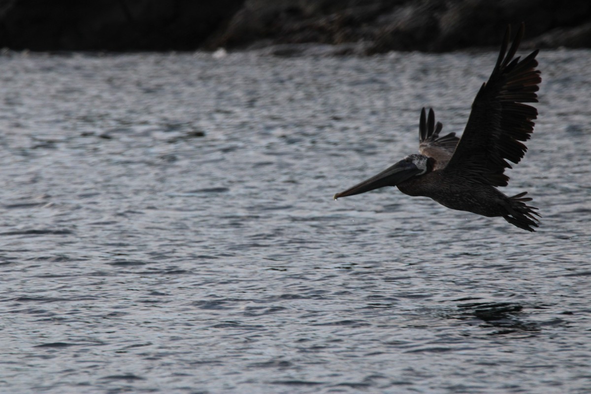 Brown Pelican - ML626015402