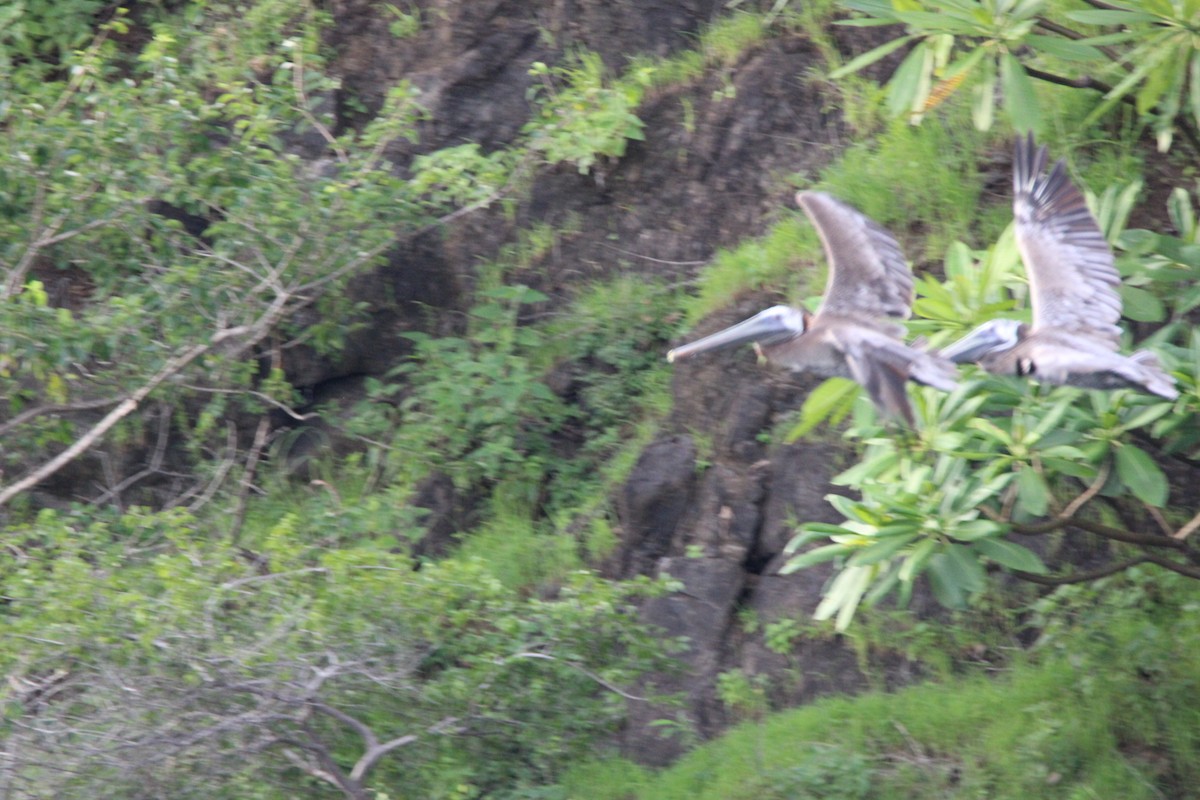 Brown Pelican - ML626015403