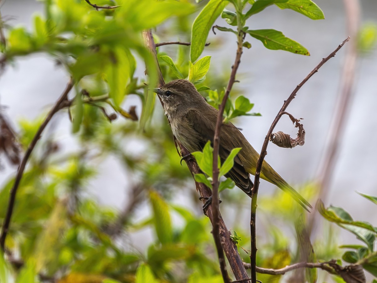 Palm Warbler - ML626015407