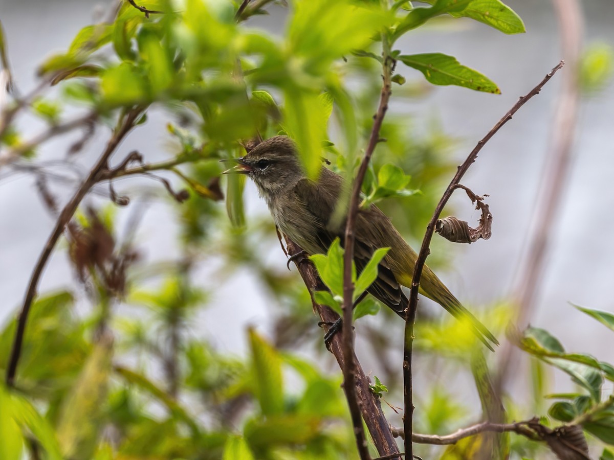 Palm Warbler - ML626015409