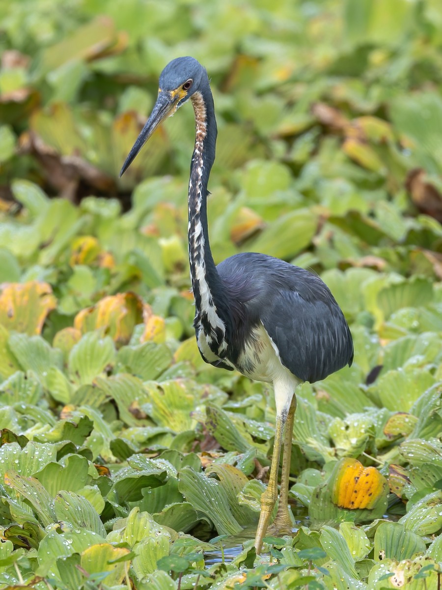 Tricolored Heron - ML626015418