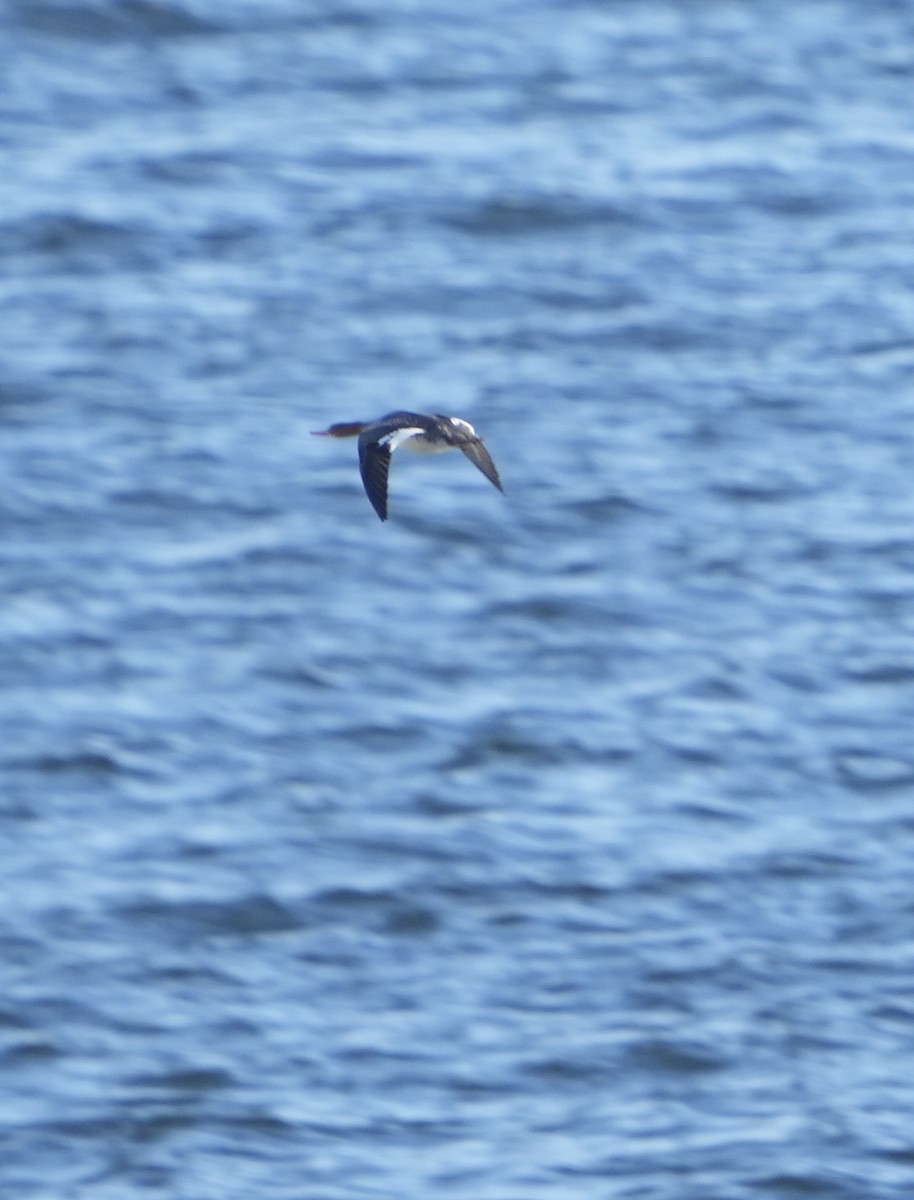 merganser sp. - ML626015444