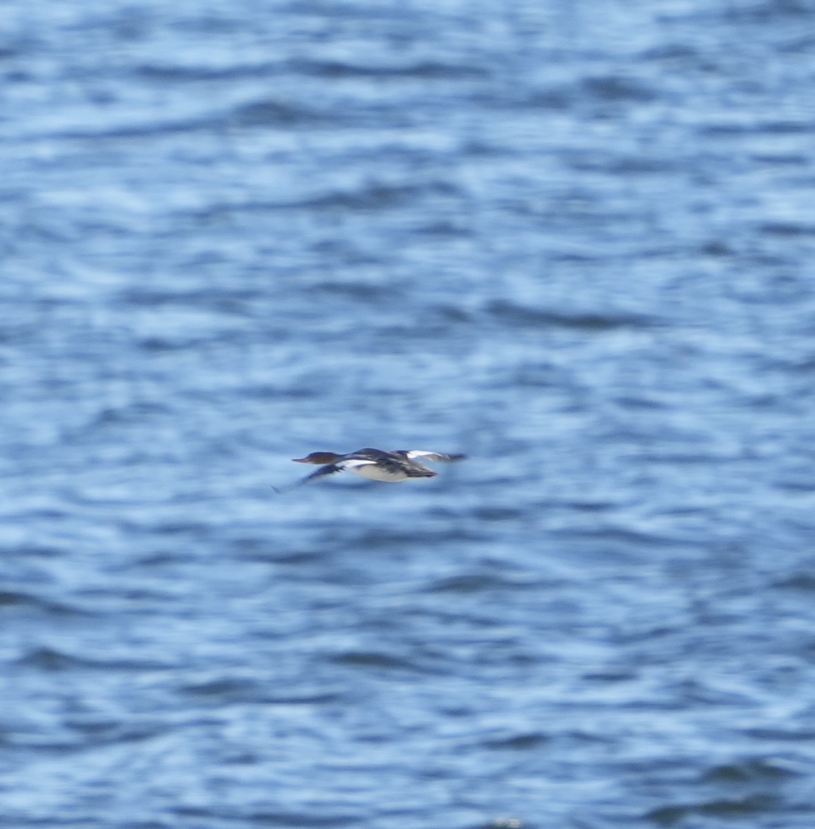 merganser sp. - ML626015446