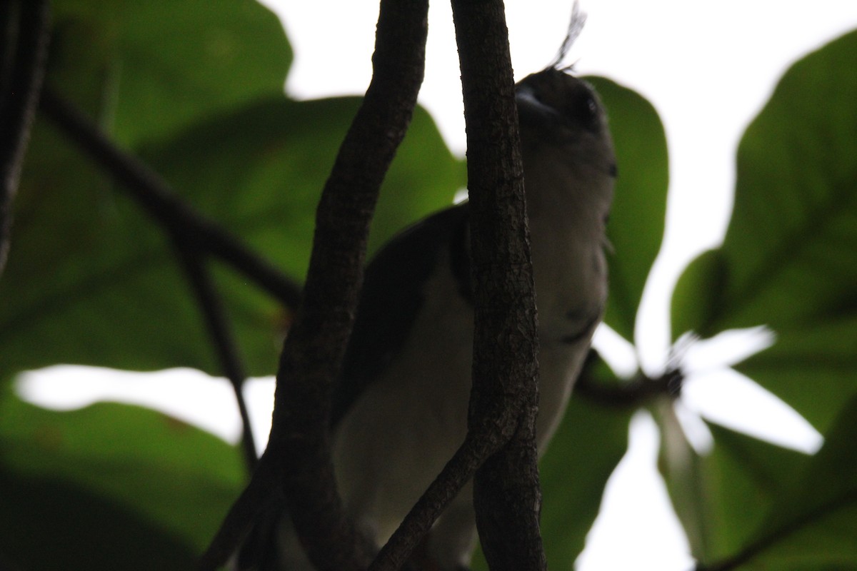 White-throated Magpie-Jay - ML626015505