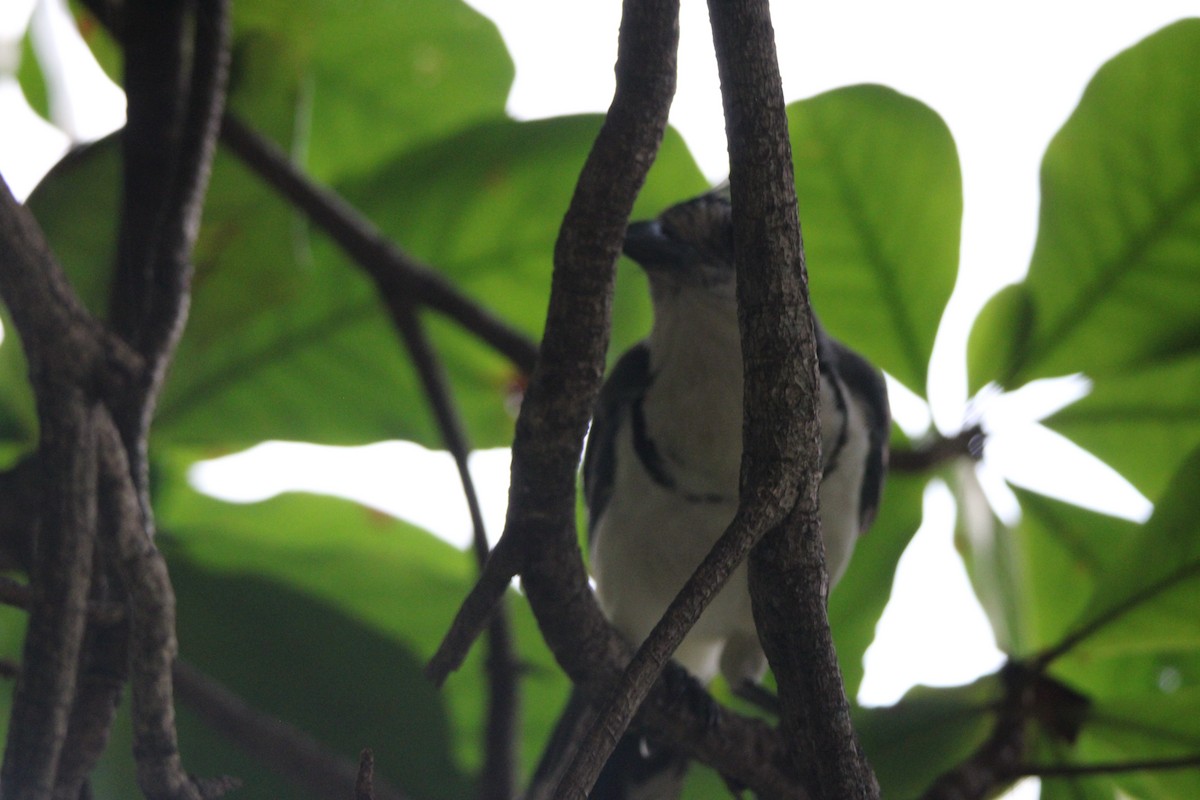 White-throated Magpie-Jay - ML626015506