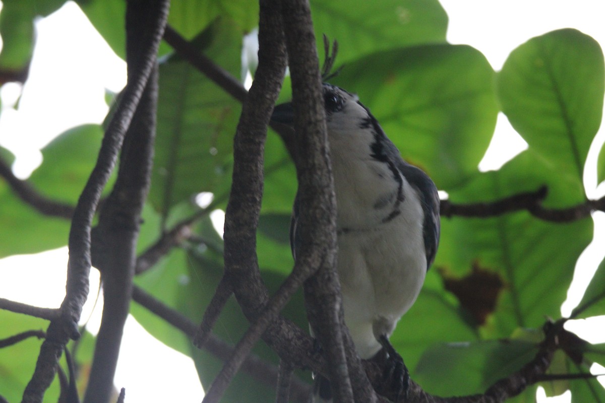 White-throated Magpie-Jay - ML626015507