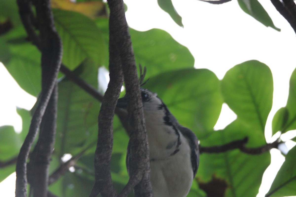 White-throated Magpie-Jay - ML626015508
