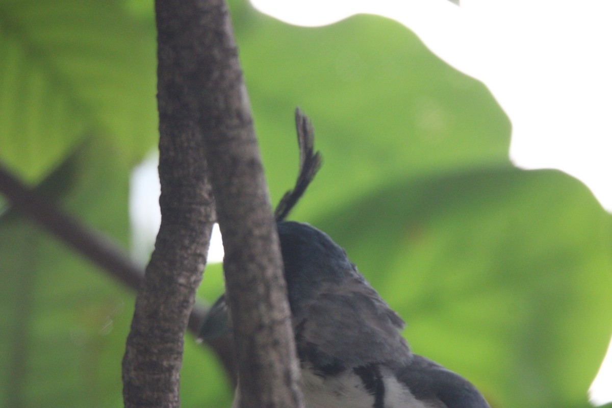 White-throated Magpie-Jay - ML626015509