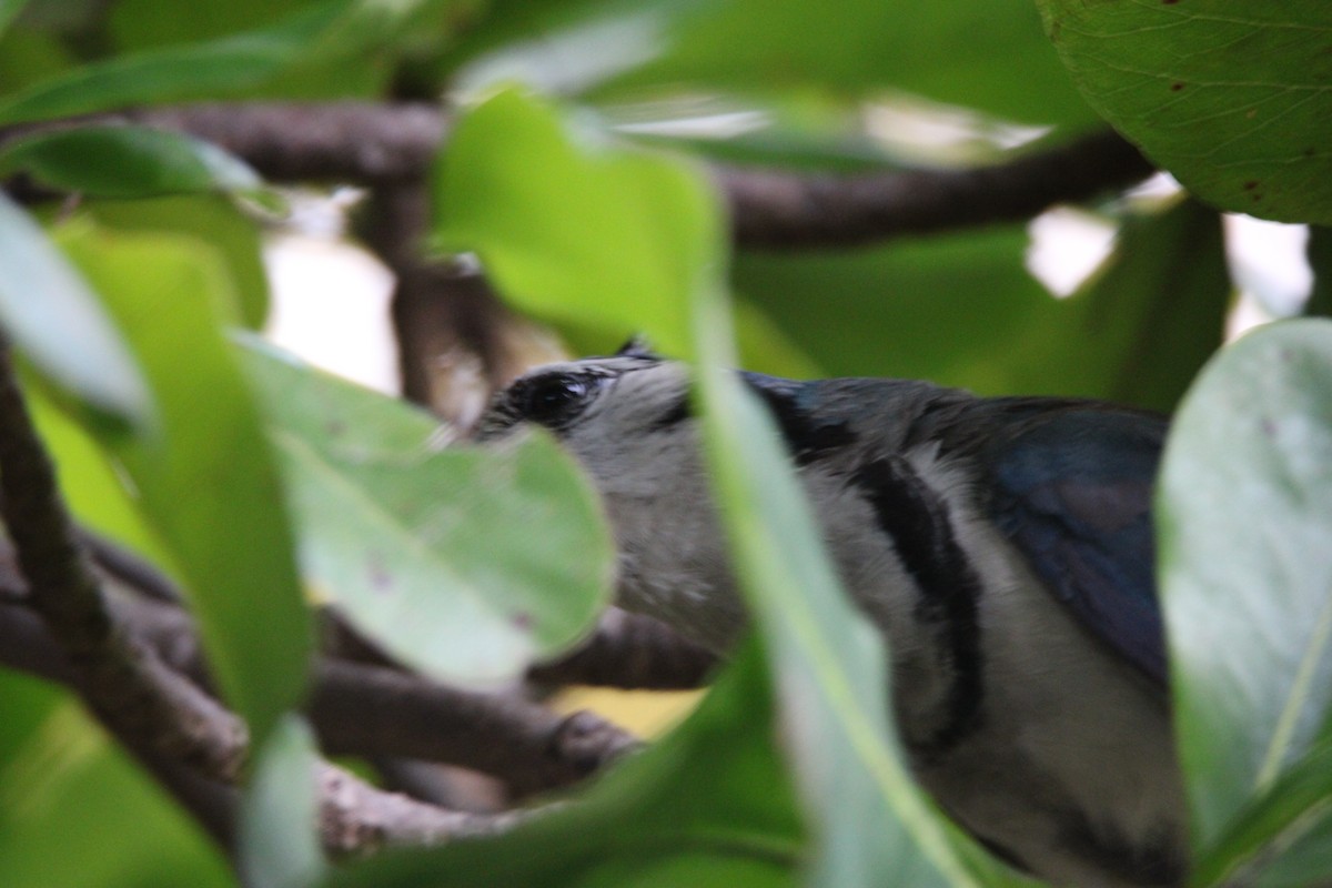 White-throated Magpie-Jay - ML626015510