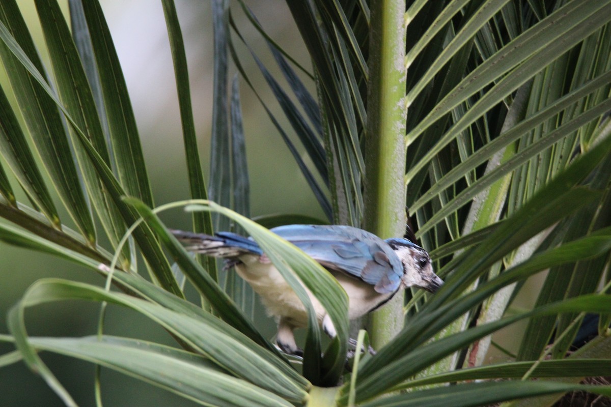 White-throated Magpie-Jay - ML626015515