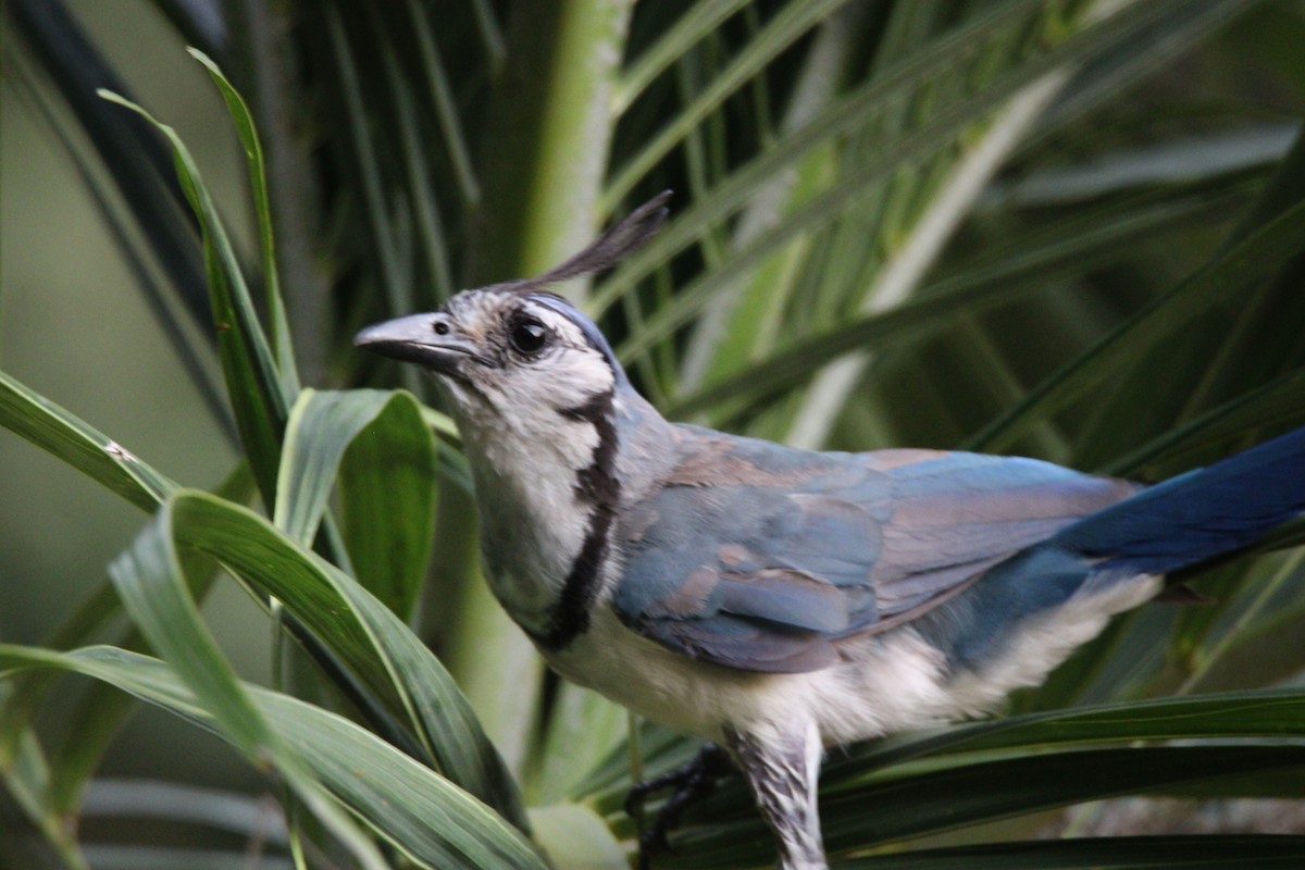 White-throated Magpie-Jay - ML626015516