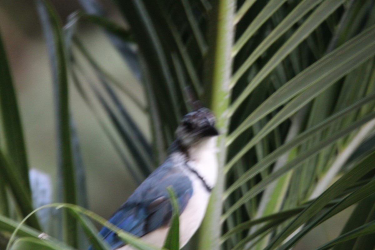 White-throated Magpie-Jay - ML626015517