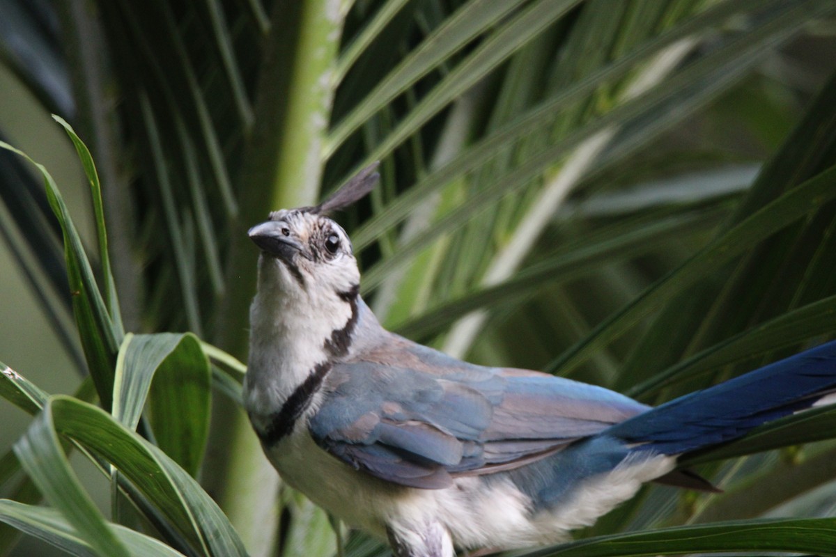 White-throated Magpie-Jay - ML626015519