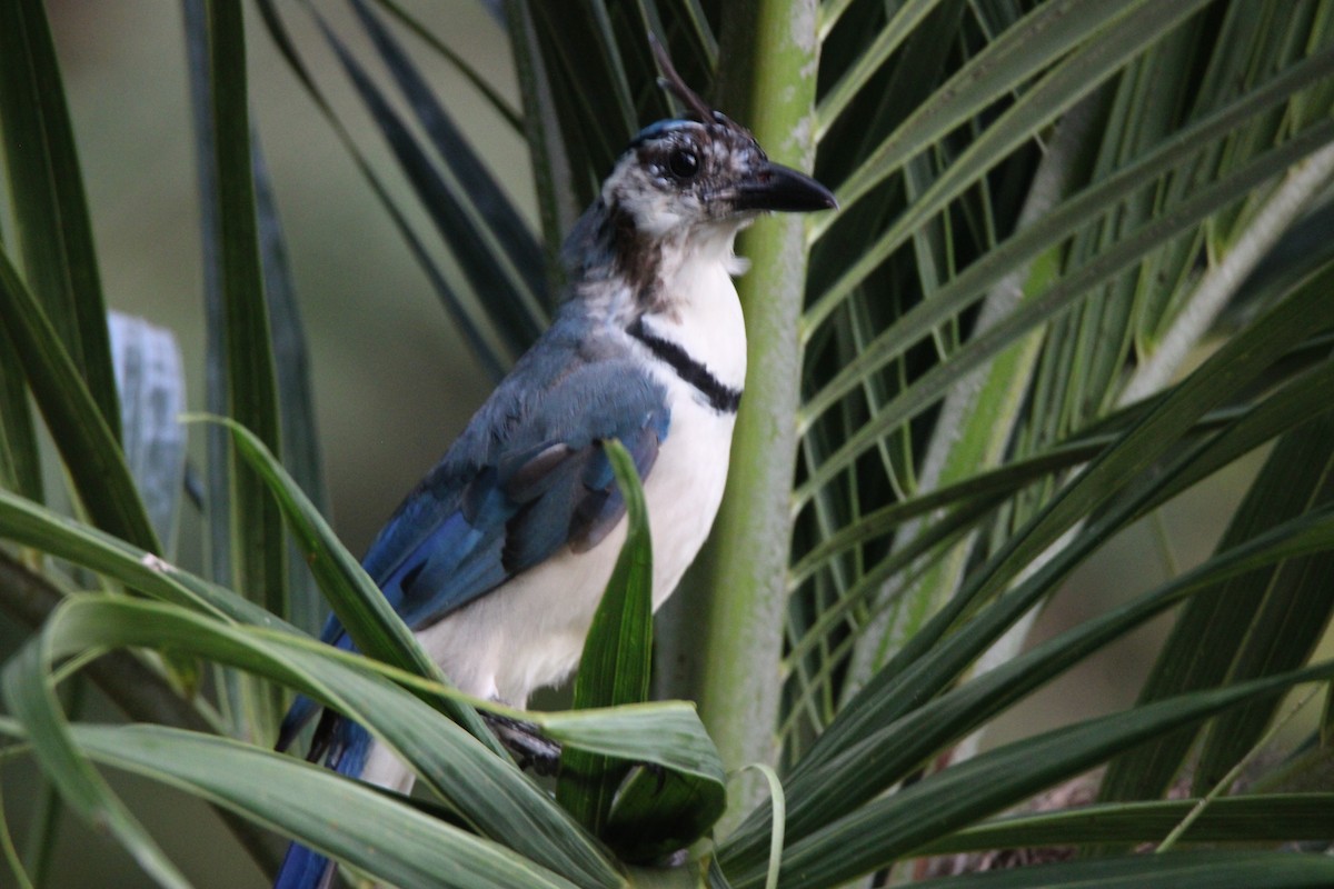 White-throated Magpie-Jay - ML626015520