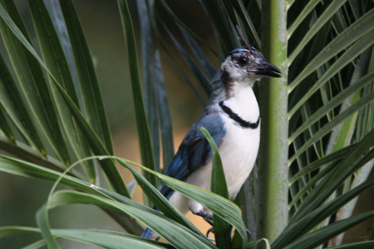 White-throated Magpie-Jay - ML626015521