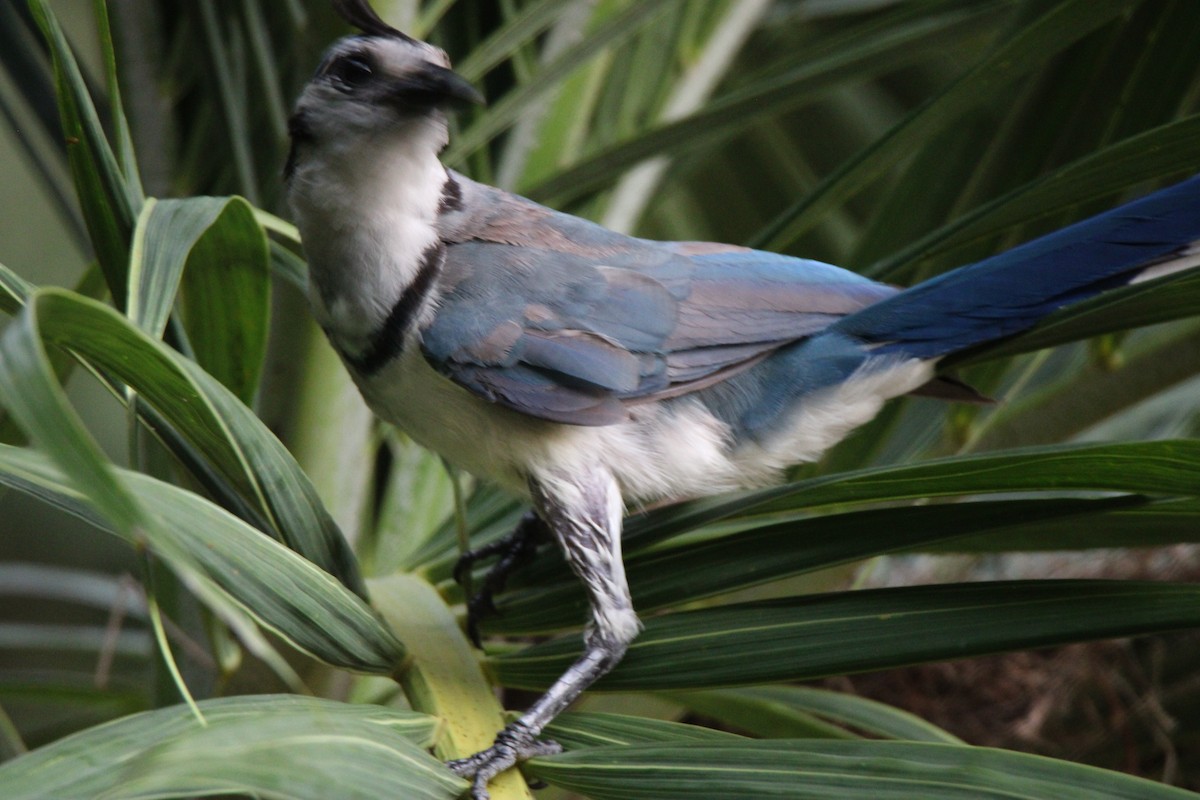 White-throated Magpie-Jay - ML626015522