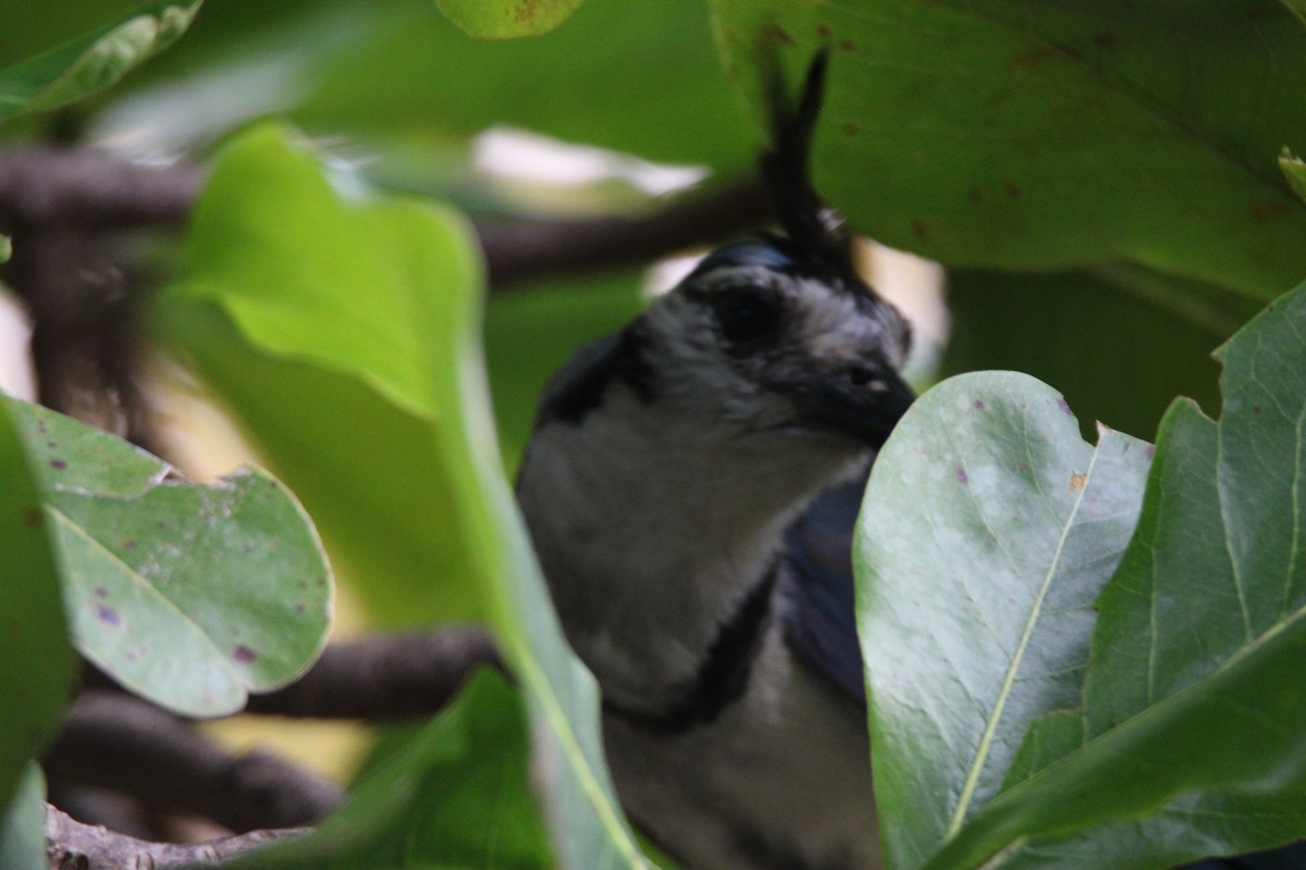 White-throated Magpie-Jay - ML626015523