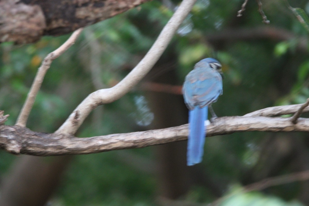 White-throated Magpie-Jay - ML626015525