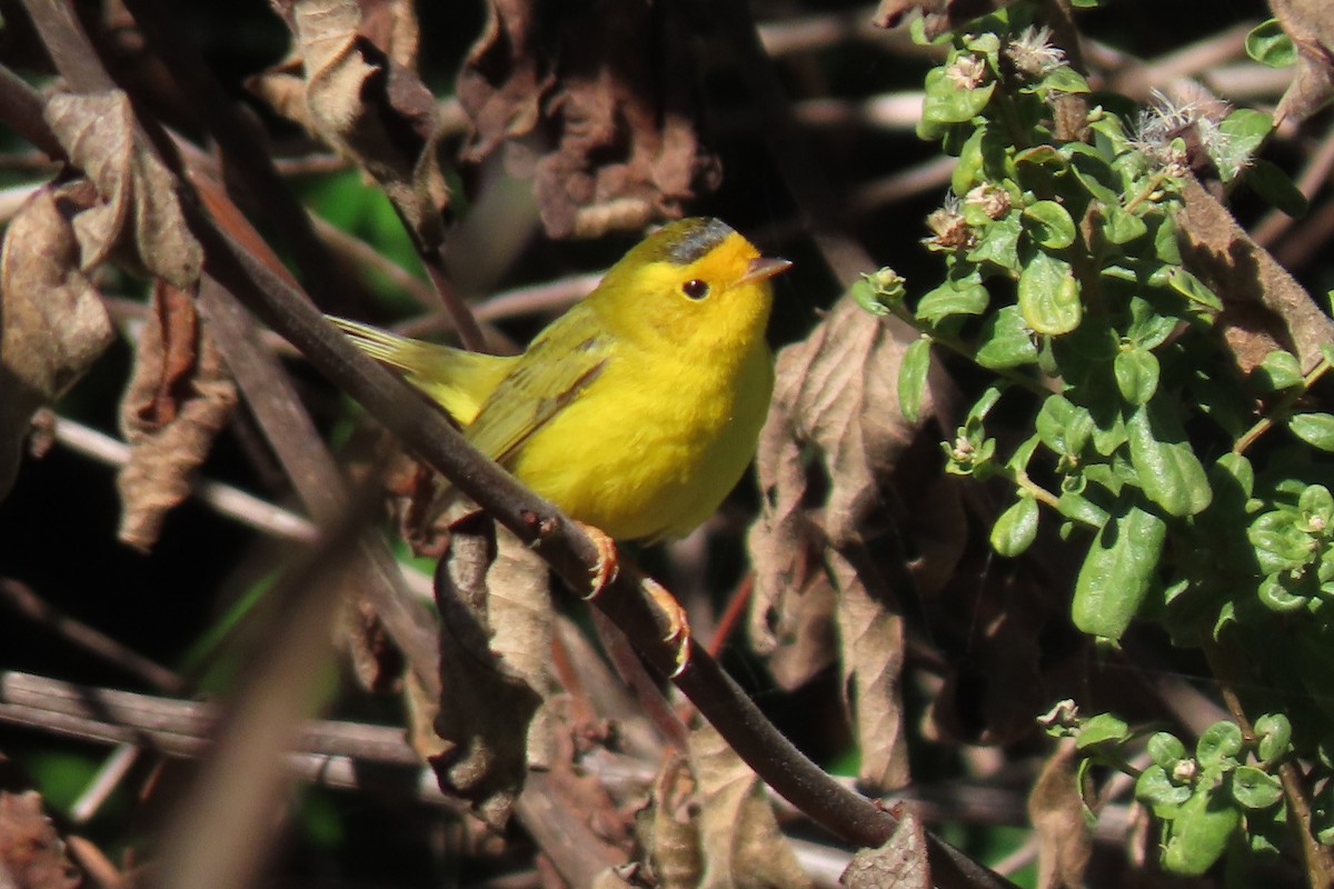 Wilson's Warbler (chryseola) - ML626015665