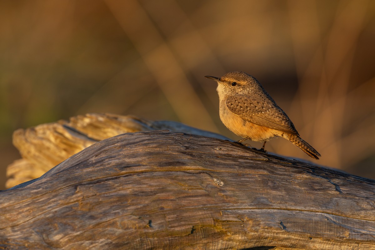 Rock Wren - ML626015689