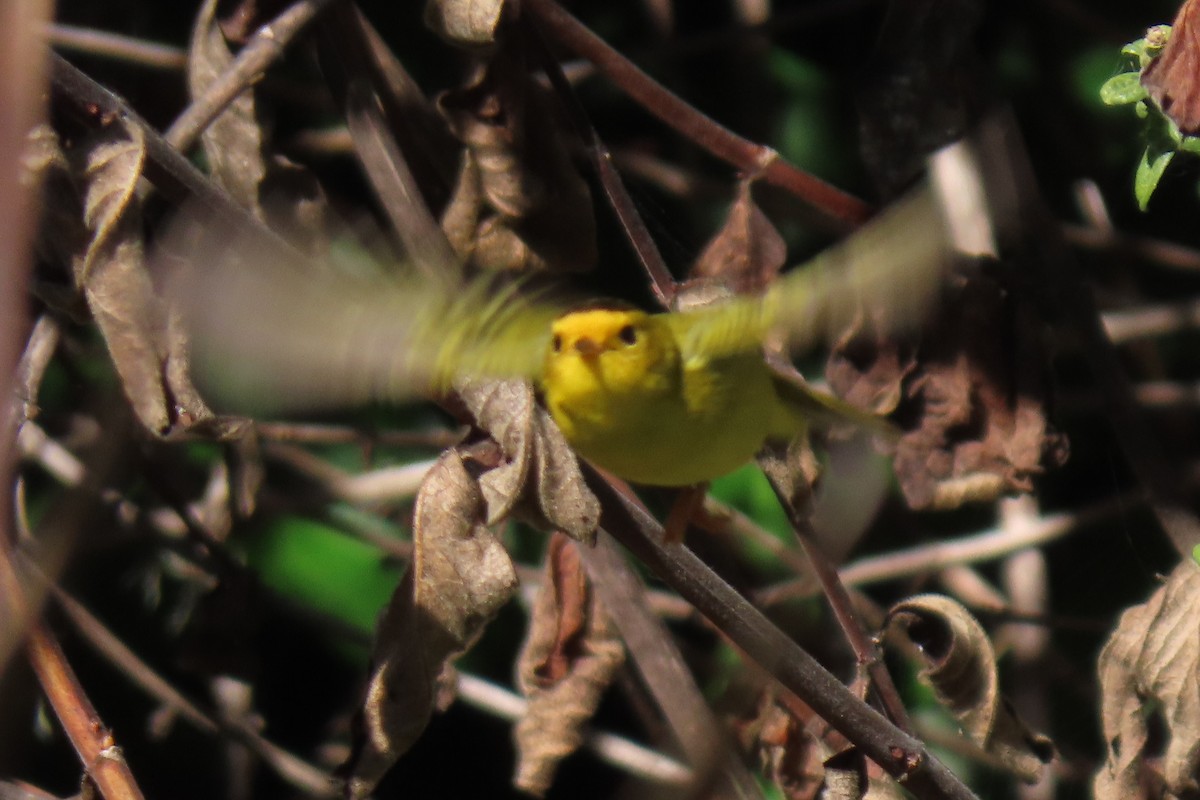 Wilson's Warbler (chryseola) - ML626015759