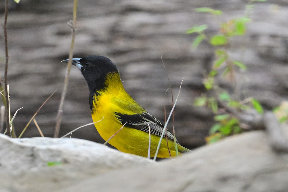 Audubon's Oriole - ML626016136
