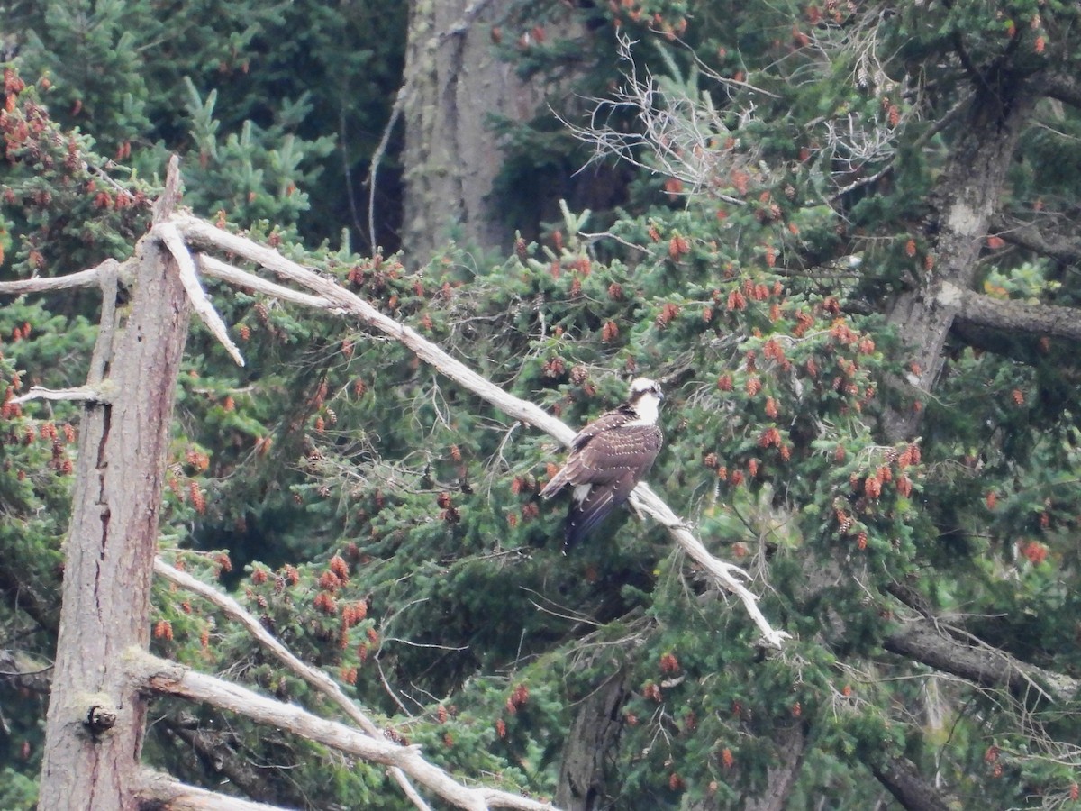 Osprey - ML626016167