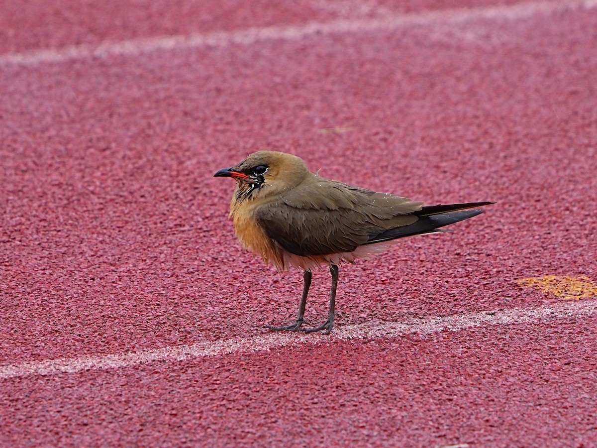 Oriental Pratincole - ML626016184