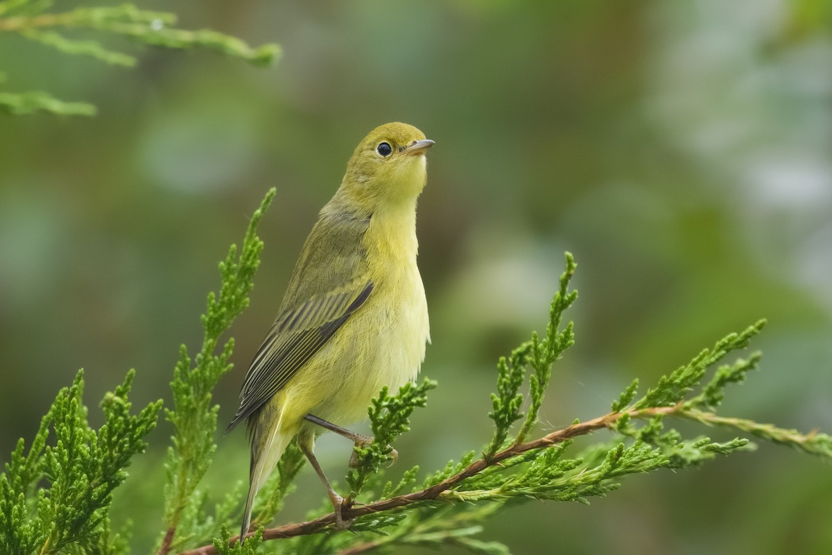 Yellow Warbler - ML626016238