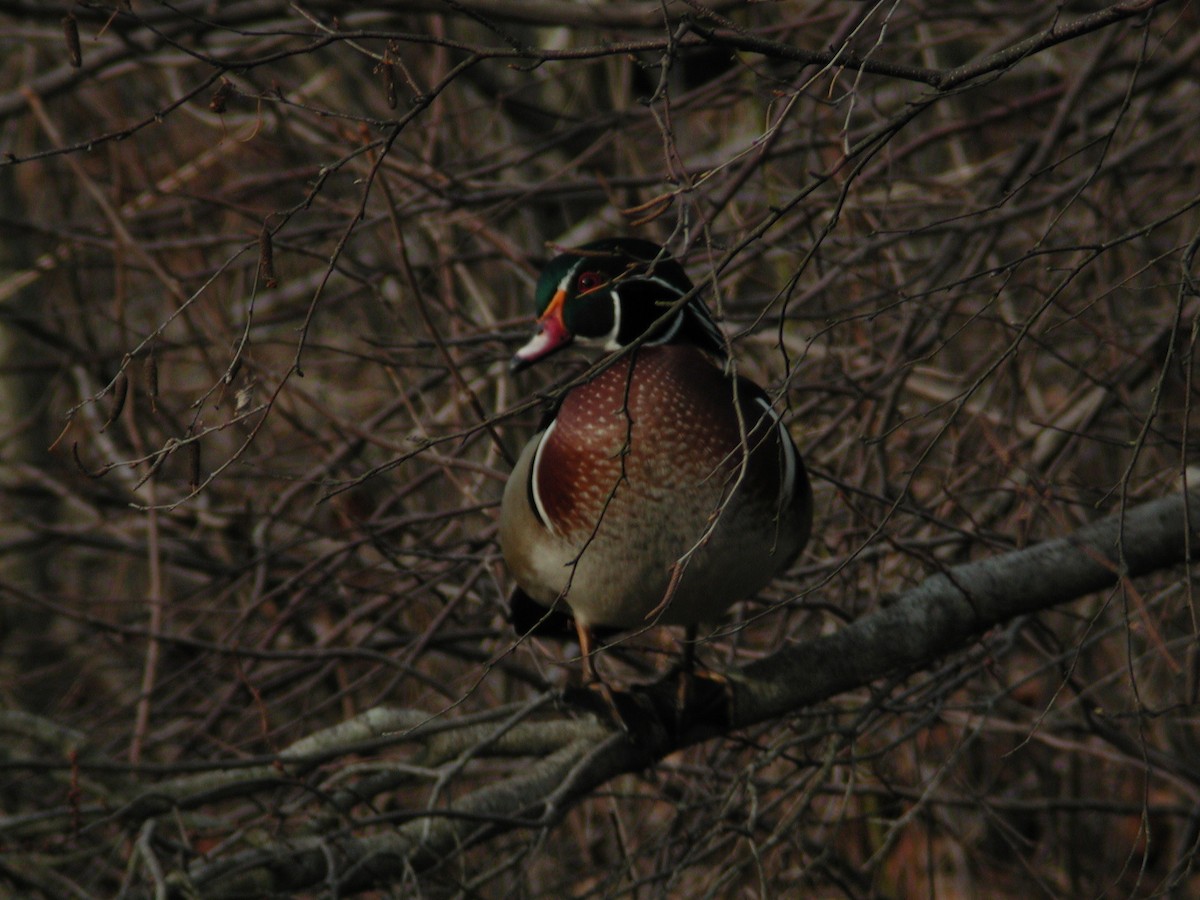 Wood Duck - ML62601631