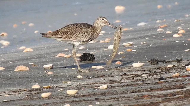 Willet - ML626016323