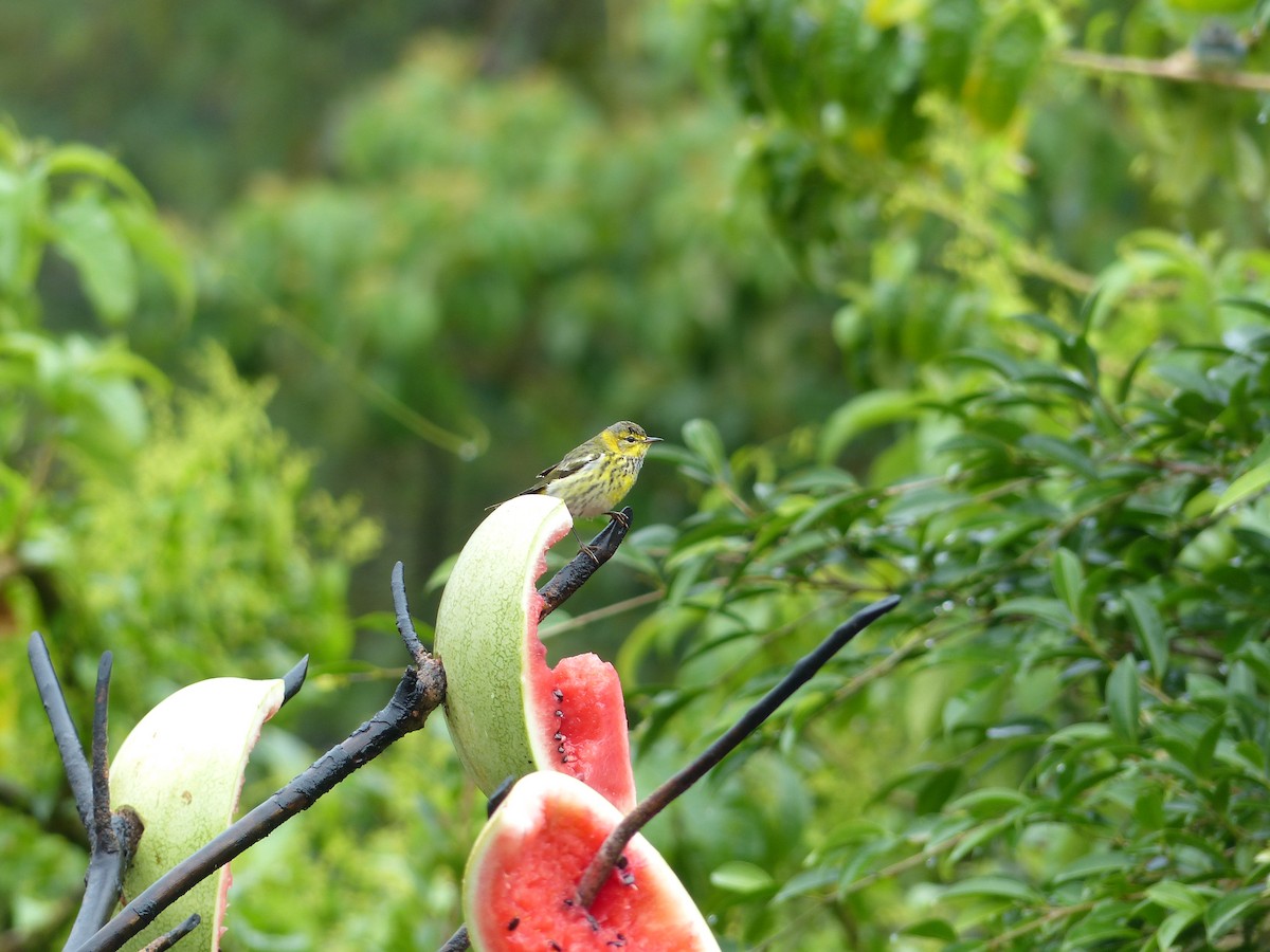 Cape May Warbler - ML62601651