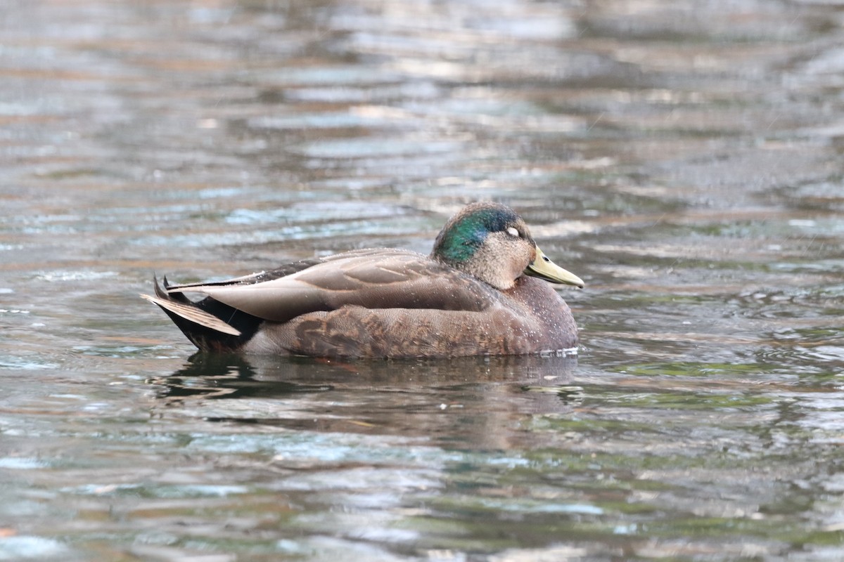 Mallard x American Black Duck (hybrid) - ML626016749