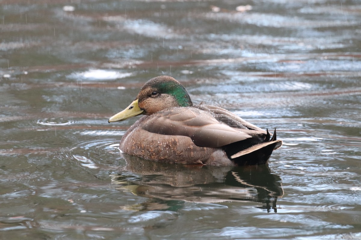 Mallard x American Black Duck (hybrid) - ML626016750