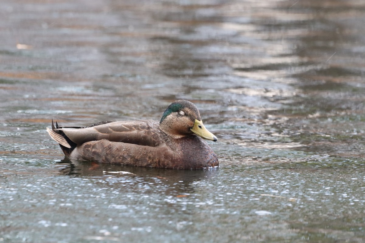 Mallard x American Black Duck (hybrid) - ML626016751