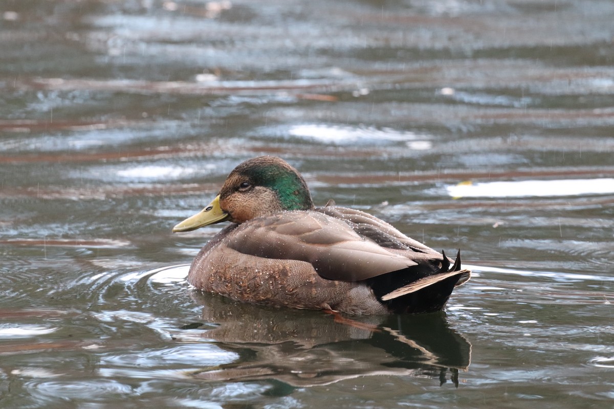 Mallard x American Black Duck (hybrid) - ML626016752