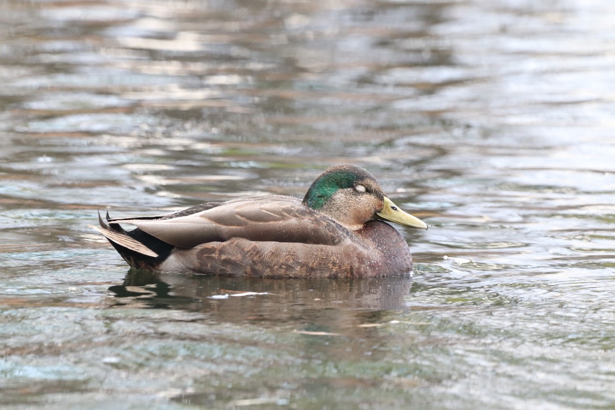 Mallard x American Black Duck (hybrid) - ML626016753