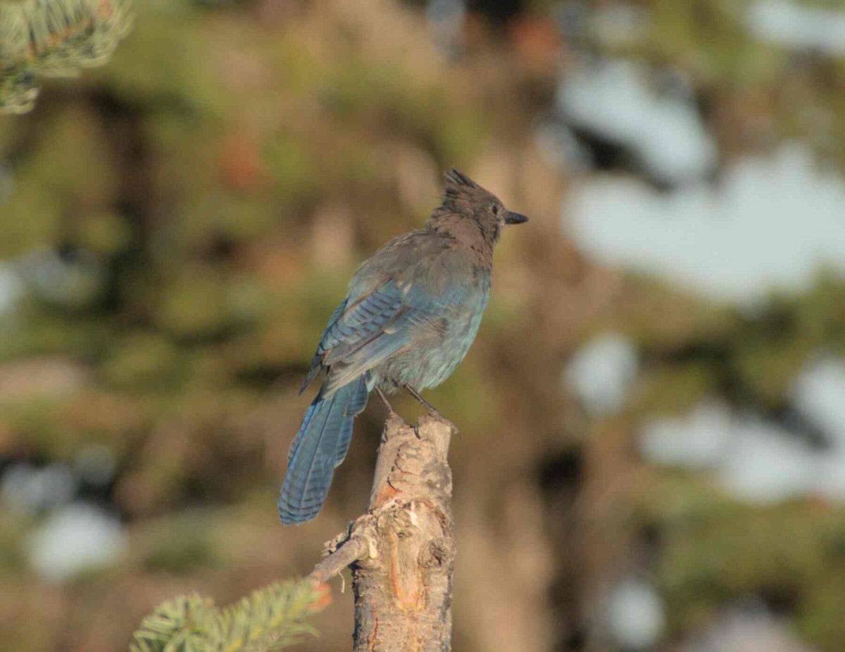 Steller's Jay - ML626016754