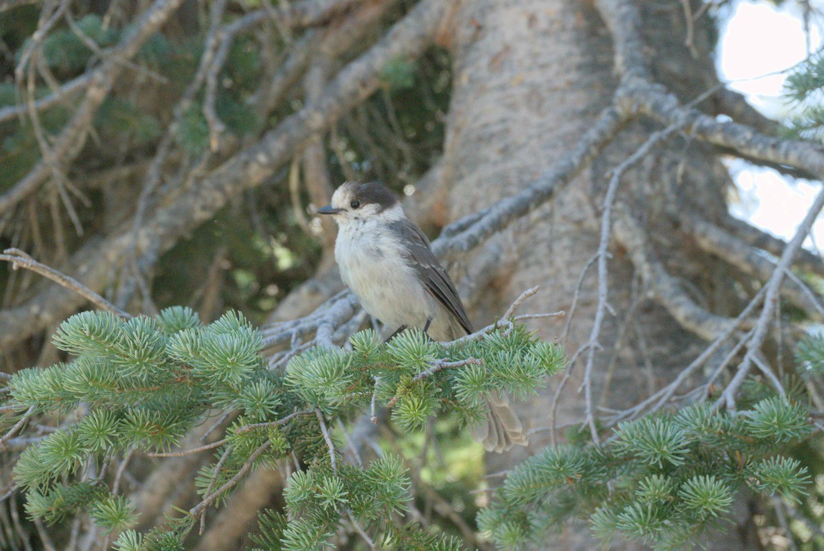 Canada Jay - ML626016900