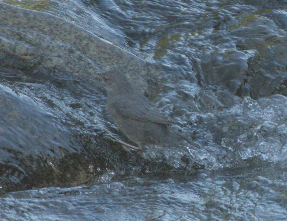 American Dipper - ML626016956