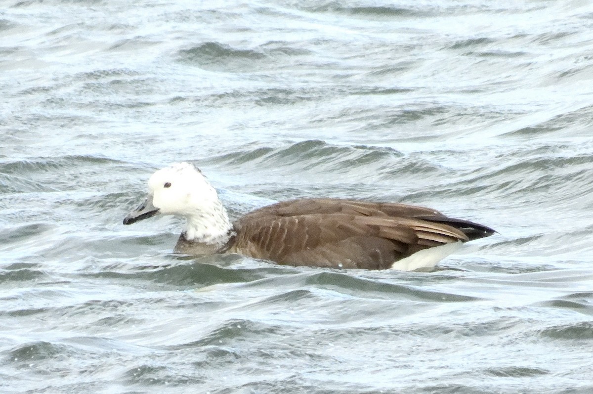 Snow x Canada Goose (hybrid) - ML626016957