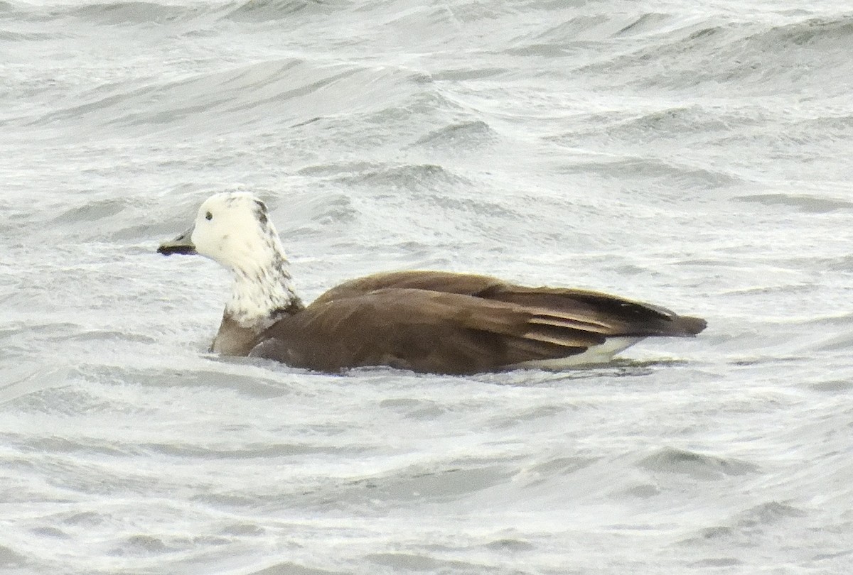 Snow x Canada Goose (hybrid) - ML626016959