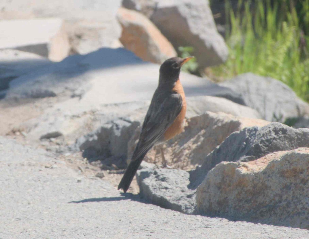 American Robin - ML626016967