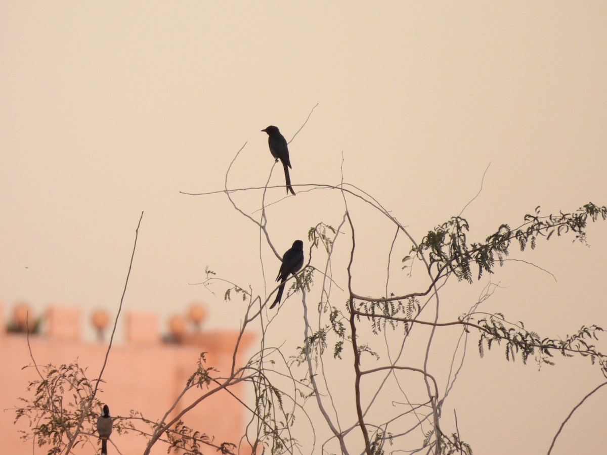 Ashy Drongo - ML626016978