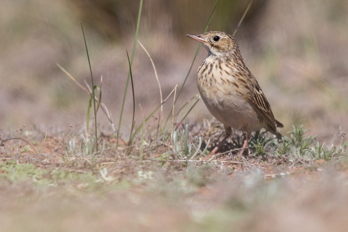 Puna Pipit - ML626017136